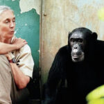 Jane Goodall y la protección de la Casa Común