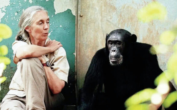 Jane Goodall y la protección de la Casa Común